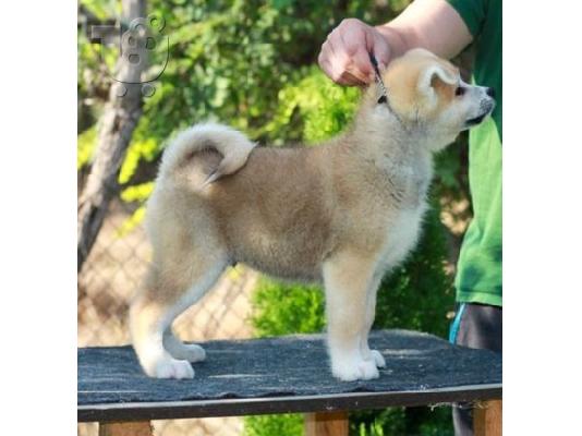 Akita Inu